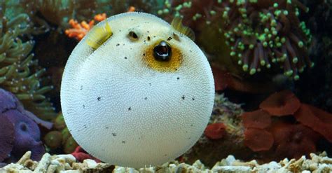 balloon pufferfish